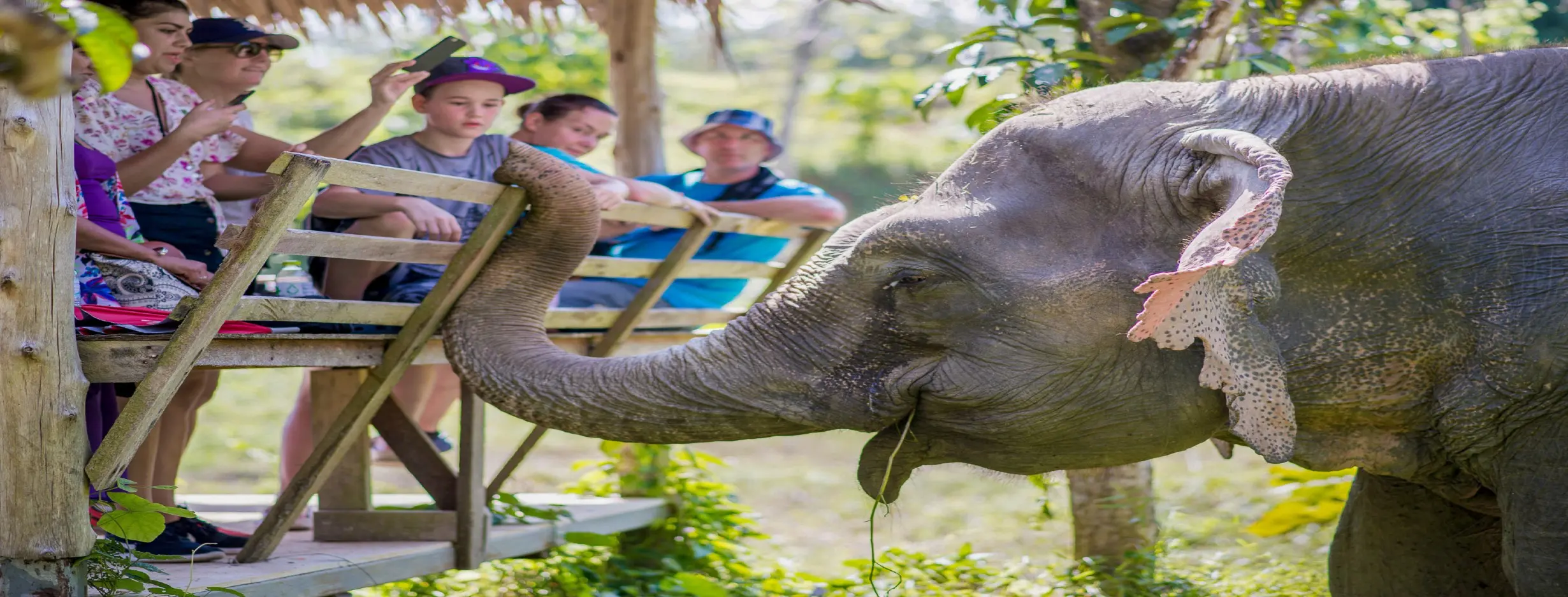 Image for Elephant Sanctuary